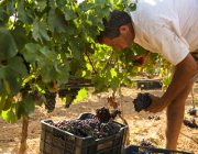 mallorca bodega vi rei I