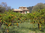 mallorca urlaub aktivitäten zitrusfinca cw