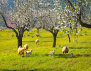 mallorca urlaub mandelblüte fotolia