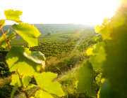 österreich weinreise steinhaus